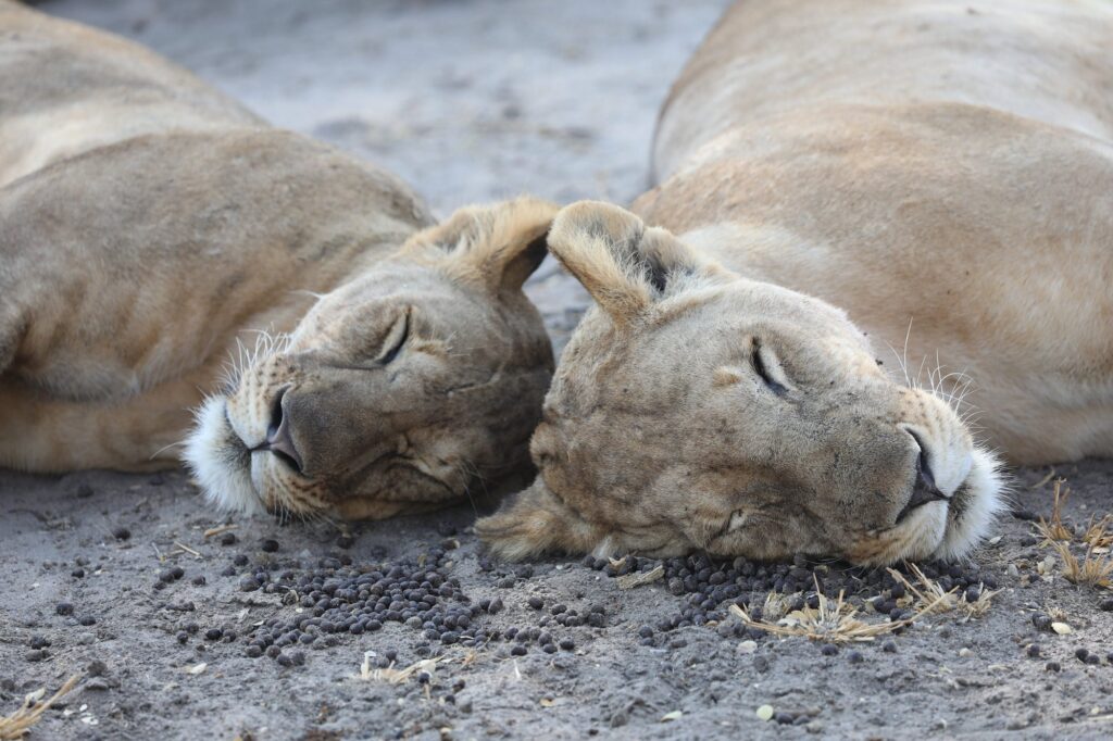 Two male lions resting in the golden savannah of Serengeti National Park, Tanzania during dry season safari.